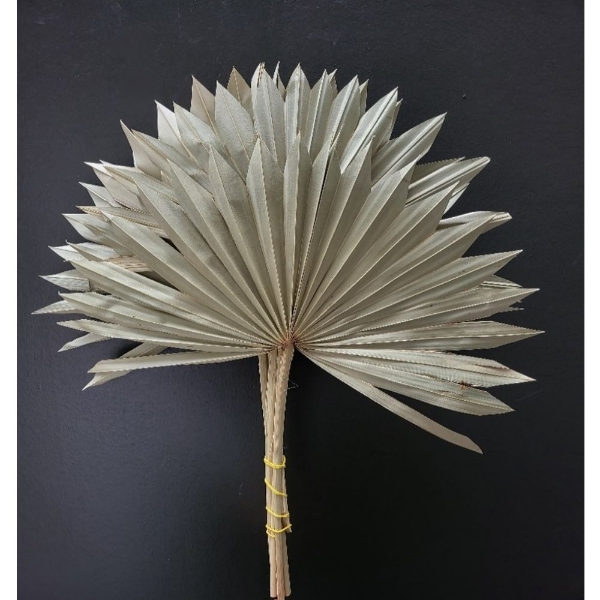Immagine di PALM SUN NATURALE