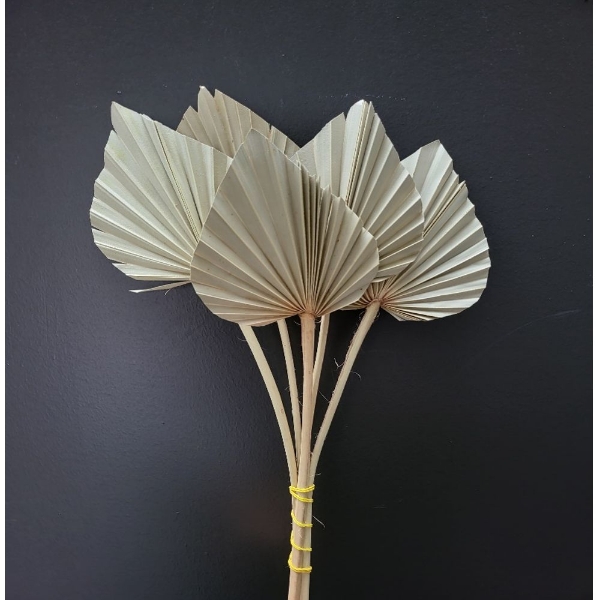 Image de PALM SPEAR MINI NATURALE 