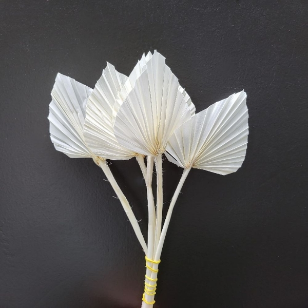 Immagine di PALM SPEAR MINI SBIANCATA