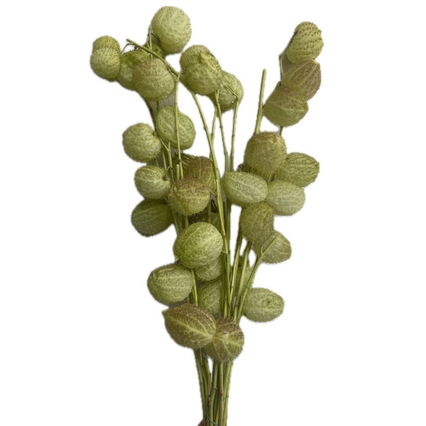 Image de GOMPHOCARPUS  ramo (Asclepias)