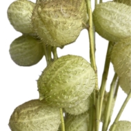 Image de GOMPHOCARPUS  ramo (Asclepias)