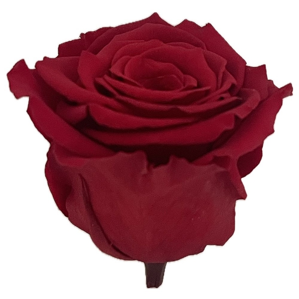 Image de ROSA STABILIZZATA