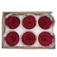 Image de ROSA STABILIZZATA