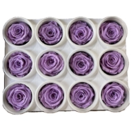 Image de ROSA STABILIZZATA