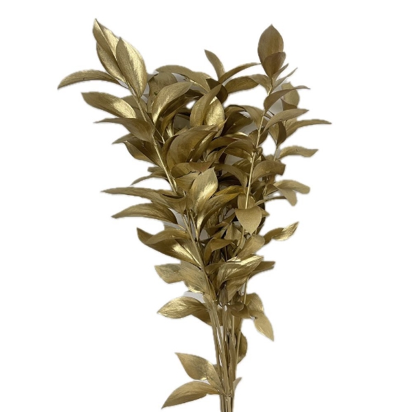 Immagine di RUSCUS GARDEN COLORATO