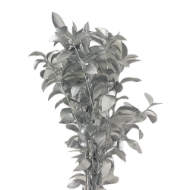 Immagine di RUSCUS GARDEN COLORATO