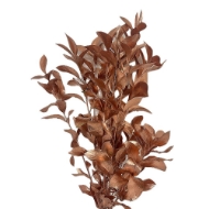 Immagine di RUSCUS GARDEN COLORATO