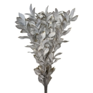 Immagine di RUSCUS GARDEN COLORATO