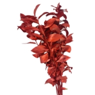 Immagine di RUSCUS GARDEN COLORATO