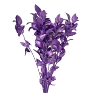 Immagine di RUSCUS GARDEN COLORATO