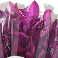 Immagine di RUSCUS GARDEN COLORATO