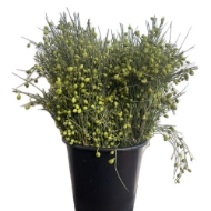 Image de GINESTRA BACCHE 