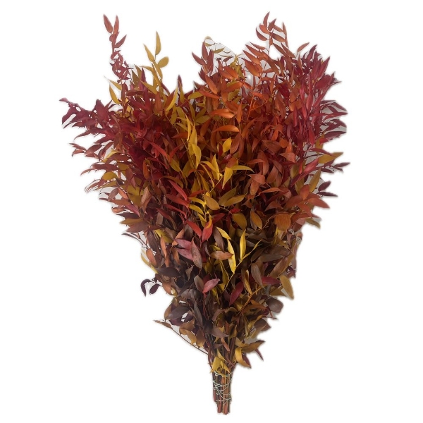 Immagine di RUSCUS STABILIZZATO