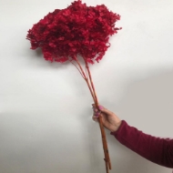 Picture of ORTENSIA  STABILIZZATA ANNABELLE 60/70 cm