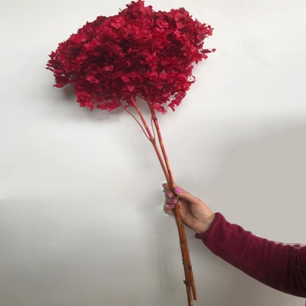 Picture of ORTENSIA  STABILIZZATA ANNABELLE 60/70 cm