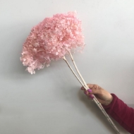 Picture of ORTENSIA  STABILIZZATA ANNABELLE 60/70 cm