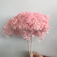 Picture of ORTENSIA  STABILIZZATA ANNABELLE 60/70 cm