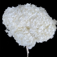 Picture of ORTENSIA  STABILIZZATA ANNABELLE 60/70 cm