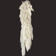 Image de AMARANTO CAUDATUS SBIANCATO