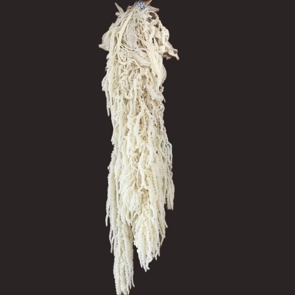 Image de AMARANTO CAUDATUS SBIANCATO