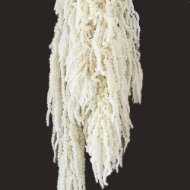 Image de AMARANTO CAUDATUS SBIANCATO