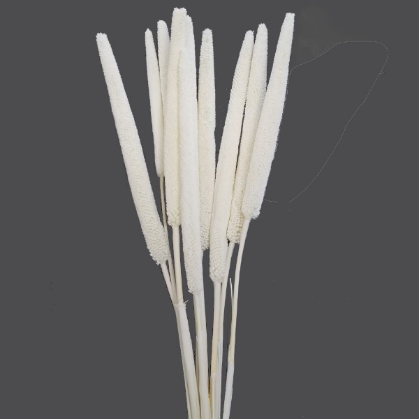 Image de BABALA SBIANCATA