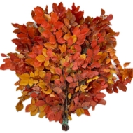 Image de FAGGIO STABILIZZATO