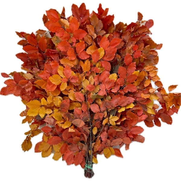 Image de FAGGIO STABILIZZATO