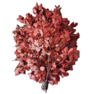 Image de FAGGIO STABILIZZATO