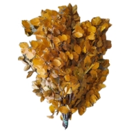 Image de FAGGIO STABILIZZATO