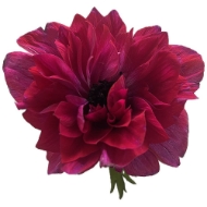 Immagine di ANEMONE EX