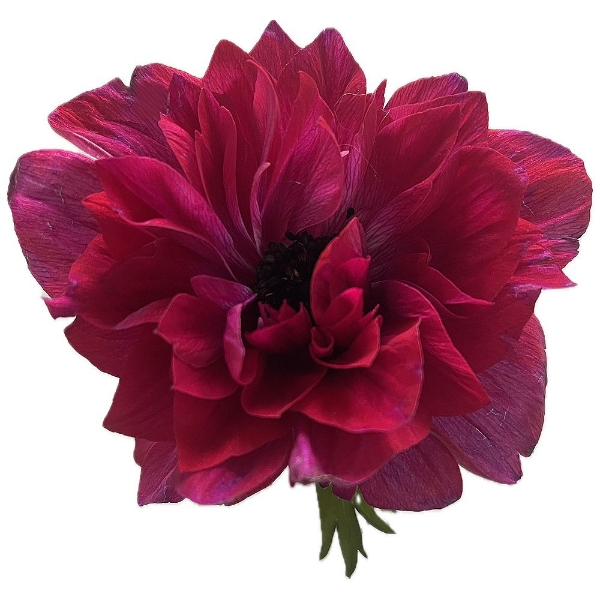 Immagine di ANEMONE EX