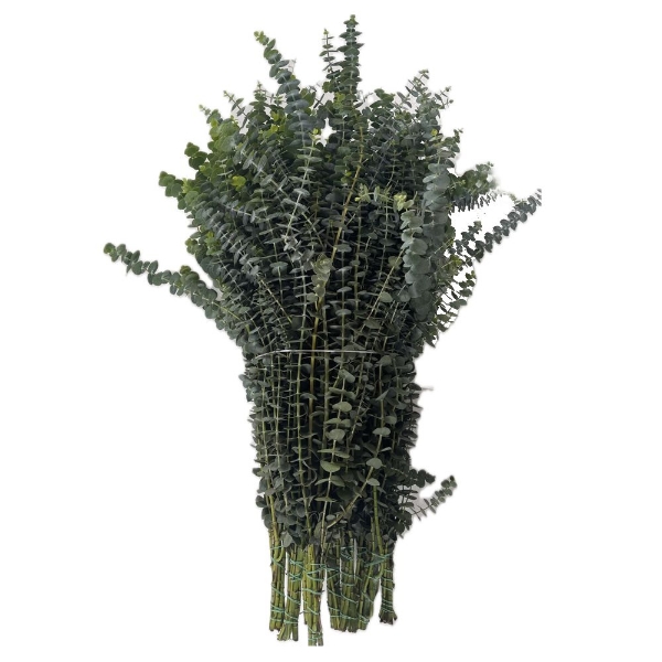 Image de EUCALYPTUS BABY BLU