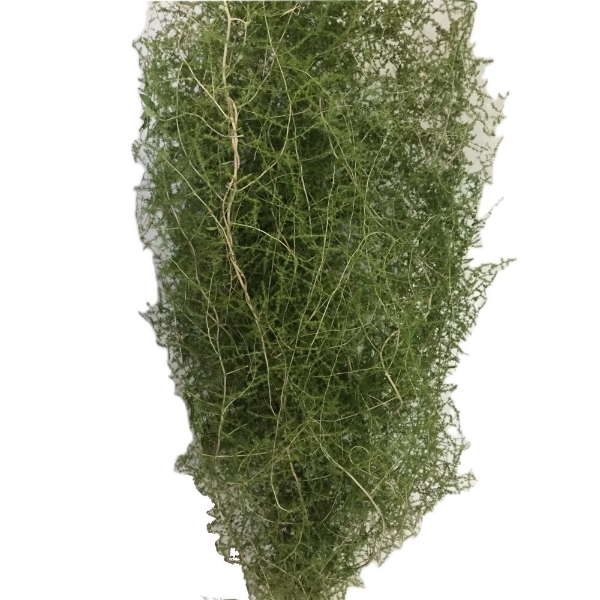 Image de ASPARAGUS SELVATICO 