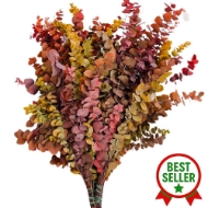 Image de EUCALYPTUS  STUARTIANA STABILIZZATO