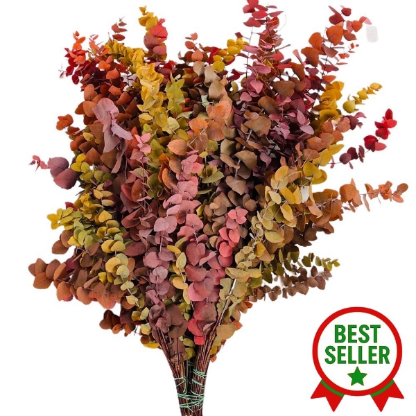 Image de EUCALYPTUS  STUARTIANA STABILIZZATO