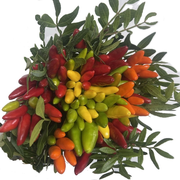 Image de PEPERETTA PAPRIKA ORNAMENTALE