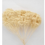 Immagine di BROOM BLOOM NATURALE / SBIANCATO