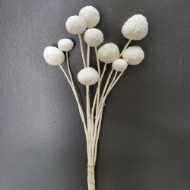 Immagine di CRASPEDIA NATURALE  / SBIANCATA