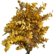 Image de EUCALYPTUS  STUARTIANA STABILIZZATO