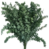 Image de EUCALYPTUS  STUARTIANA STABILIZZATO