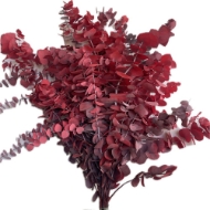 Image de EUCALYPTUS  STUARTIANA STABILIZZATO