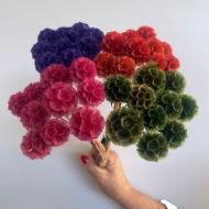 Image de SCABIOSA STELLATA  STABILIZZATA