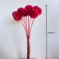 Image de SCABIOSA STELLATA  STABILIZZATA