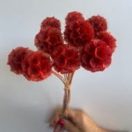 Image de SCABIOSA STELLATA  STABILIZZATA