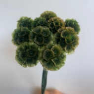 Image de SCABIOSA STELLATA  STABILIZZATA