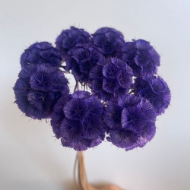 Image de SCABIOSA STELLATA  STABILIZZATA