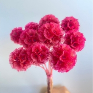 Image de SCABIOSA STELLATA  STABILIZZATA